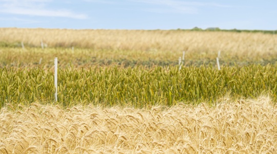 Auf der Lehr- und Versuchsstation Gut Wilmersdorf werden alte Getreidesorten kultiviert und erforscht.