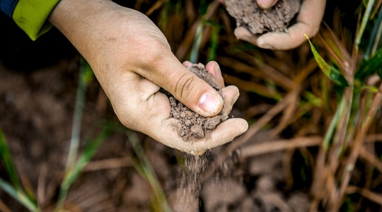 Der Zustand des Bodens wird über eine Fingerprobe beurteilt.