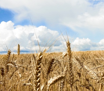 Getreidefeld unter blau bewölktem Himmel